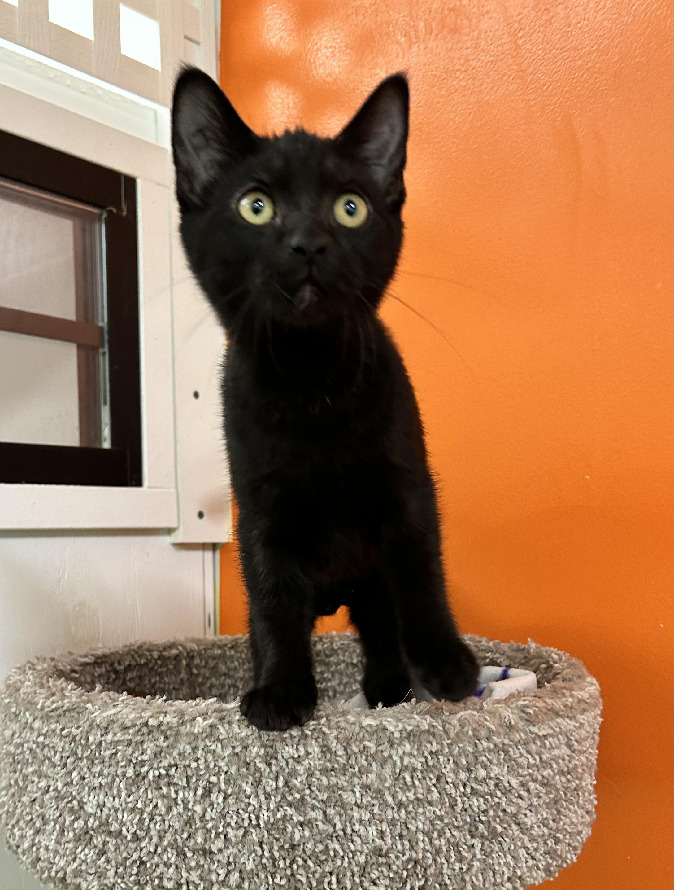 Julia, a Adoptable Domestic Short Hair in Edgewood, MD image 1/6