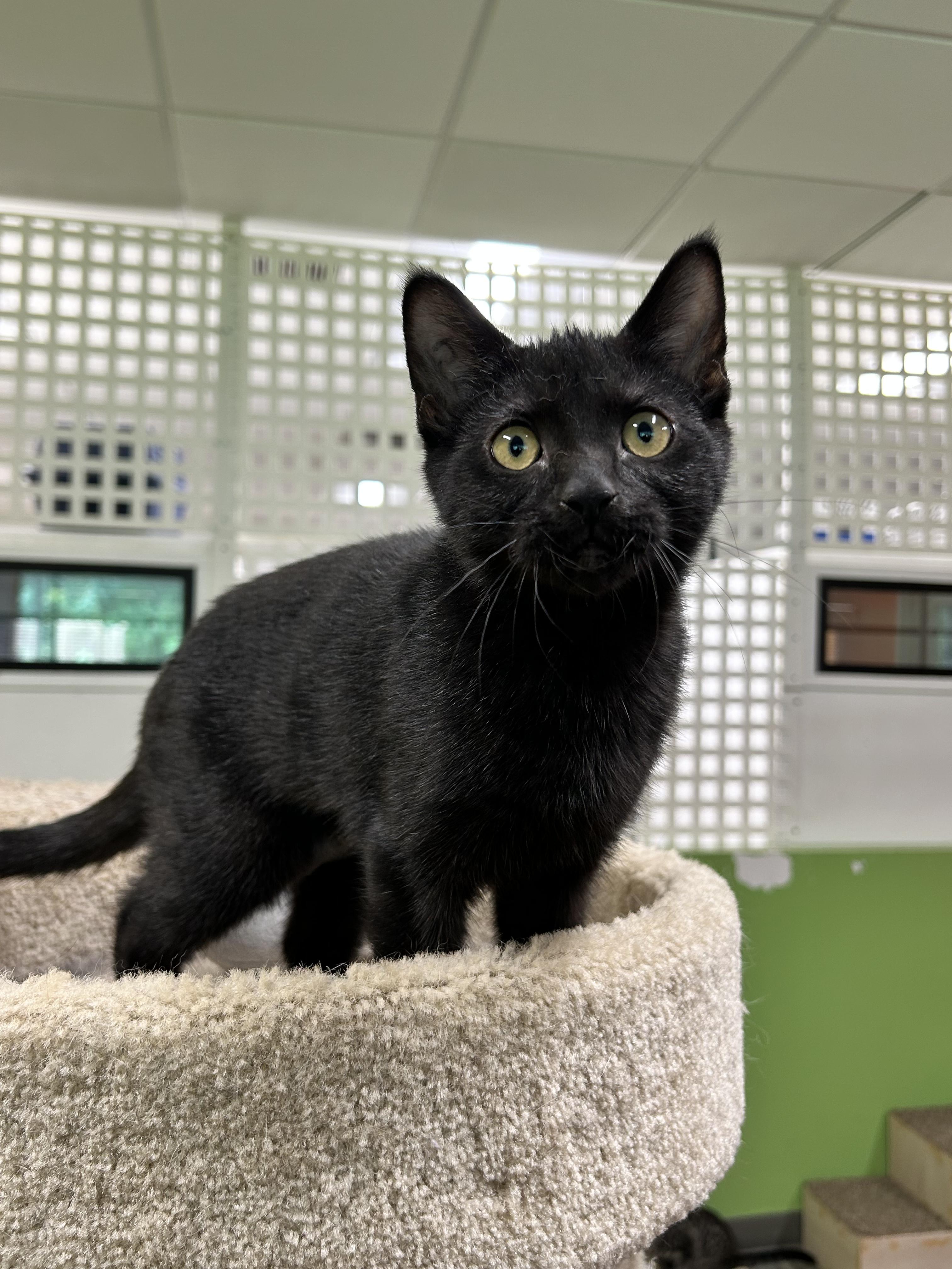 Julia, a Adoptable Domestic Short Hair in Edgewood, MD image 2/6