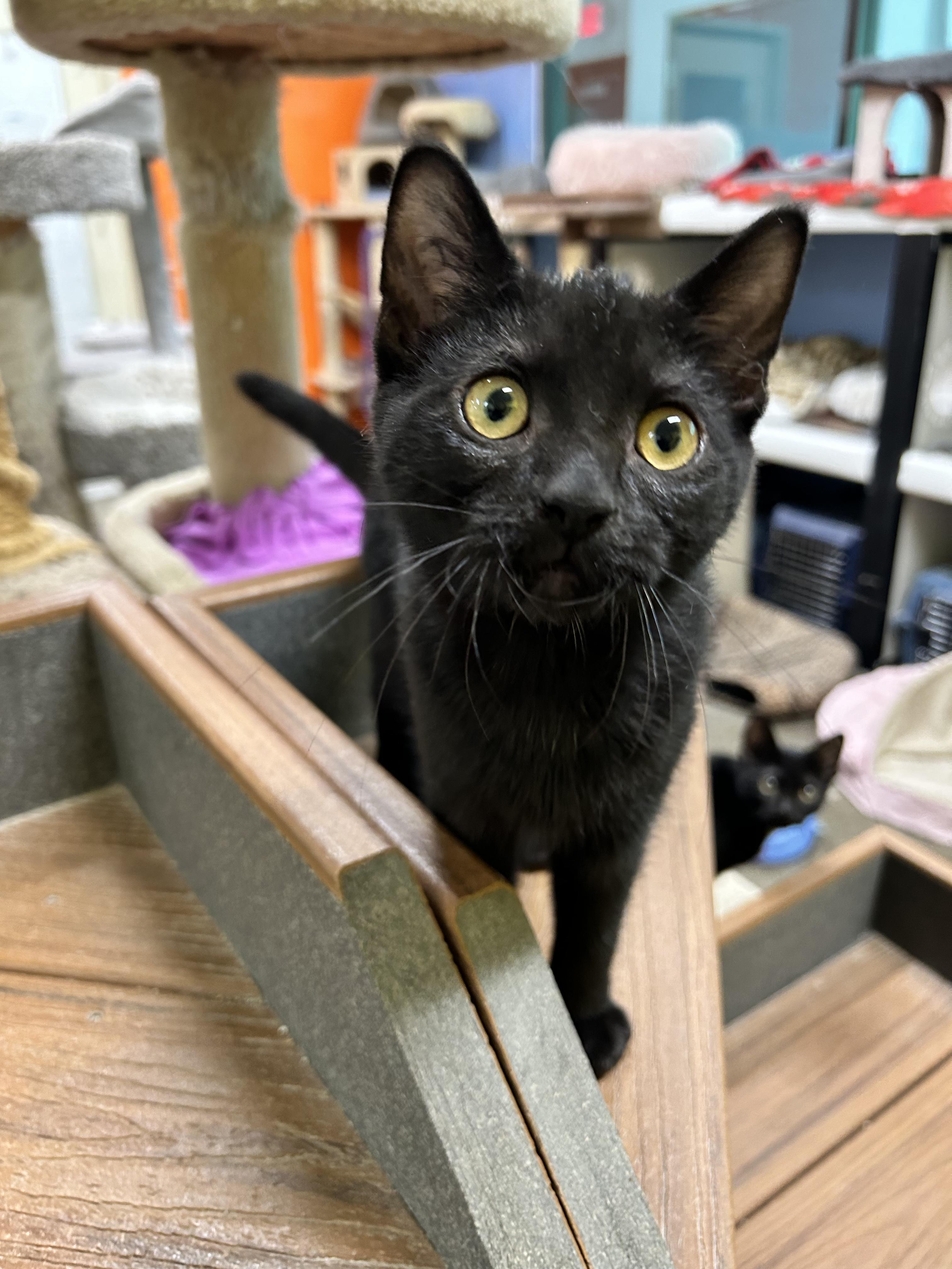 Julia, a Adoptable Domestic Short Hair in Edgewood, MD image 4/6