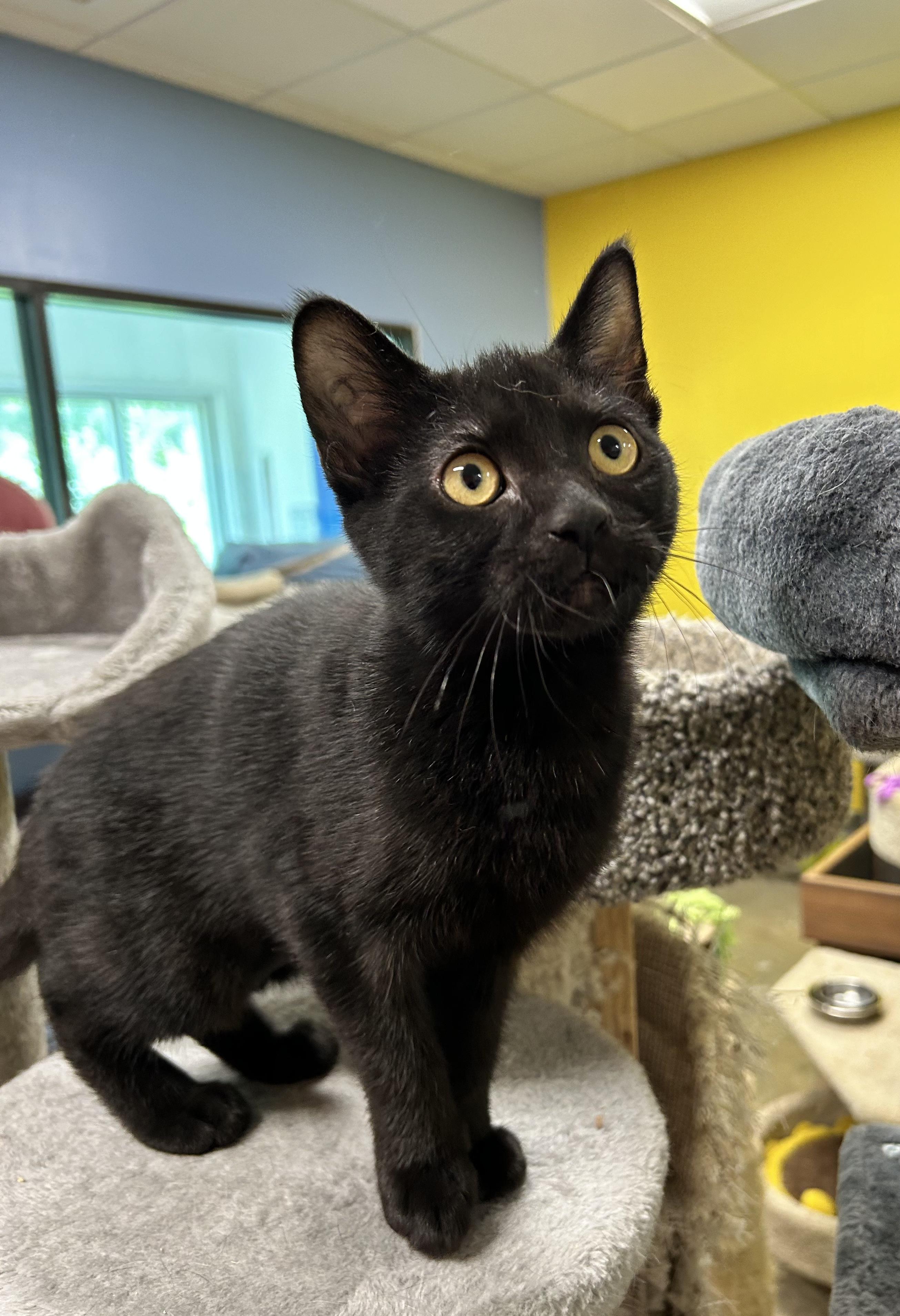 Julia, a Adoptable Domestic Short Hair in Edgewood, MD image 6/6