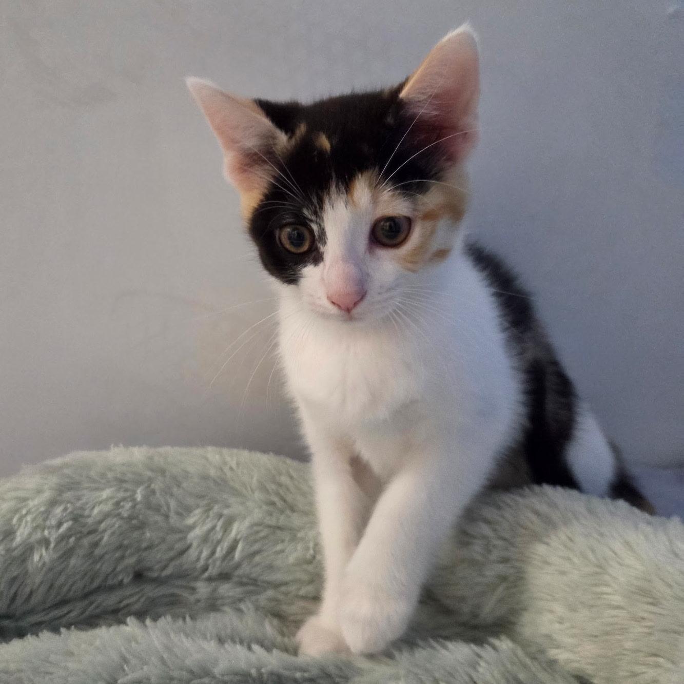 Enlarge McCoy, a Adopted Calico in Albuquerque, NM image 1/1