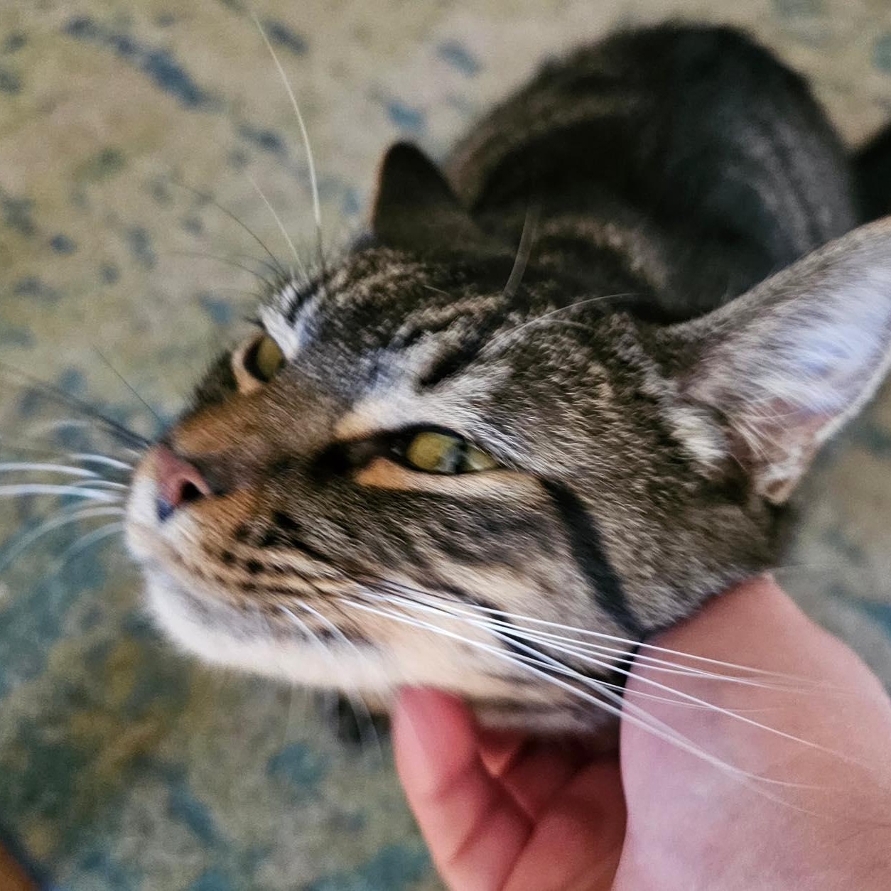 Enlarge Momma Cinder, a Adoptable Domestic Medium Hair in Westland, MI image 1/3