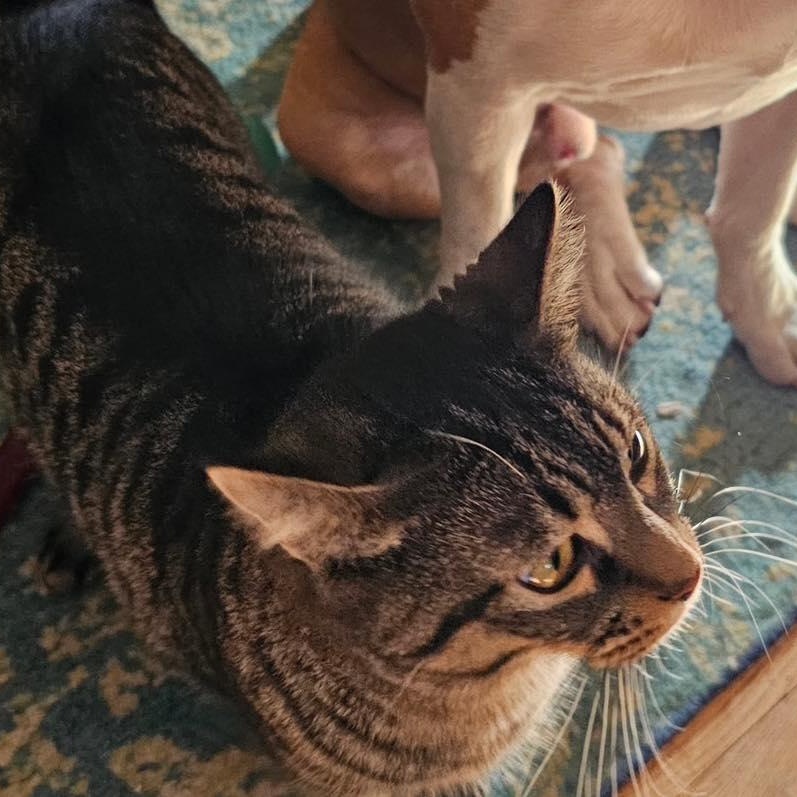 Enlarge Momma Cinder, a Adoptable Domestic Medium Hair in Westland, MI image 2/3