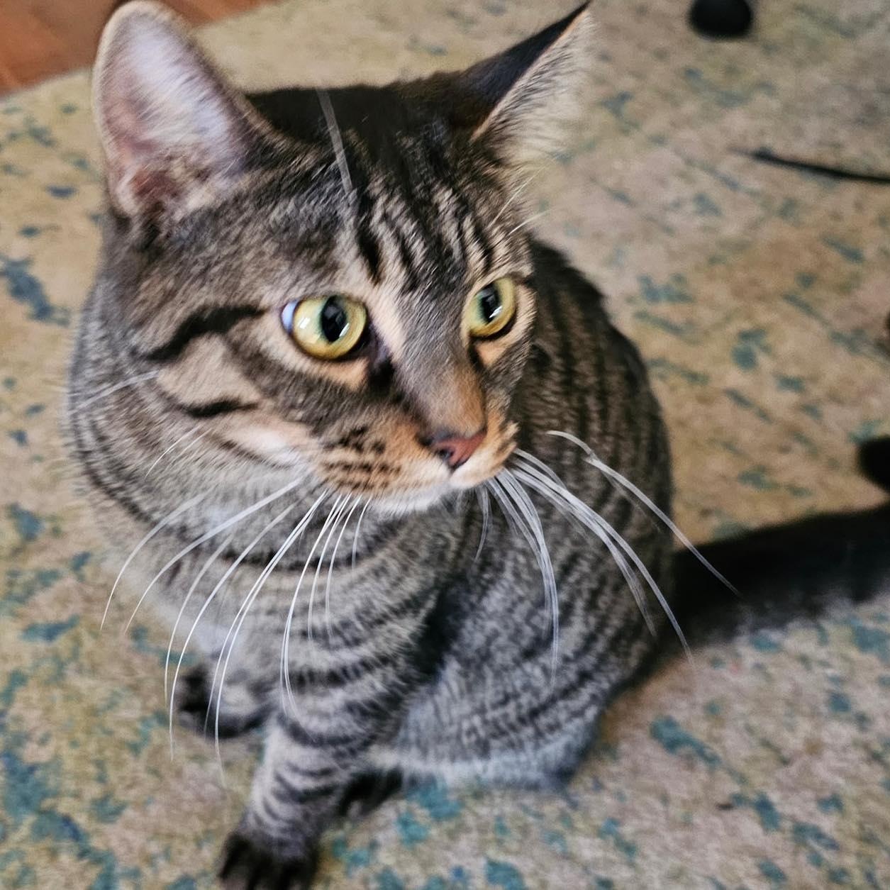 Enlarge Momma Cinder, a Adoptable Domestic Medium Hair in Westland, MI image 3/3