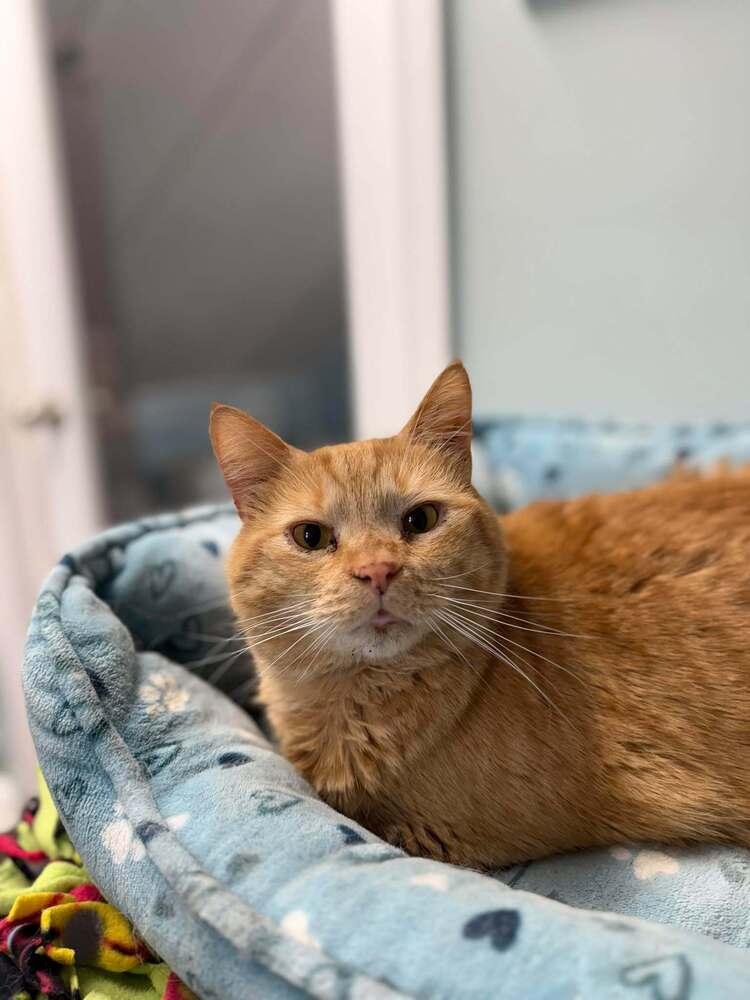 Enlarge Rusty, a Adoptable Domestic Medium Hair in Harpers Ferry, WV image 1/3