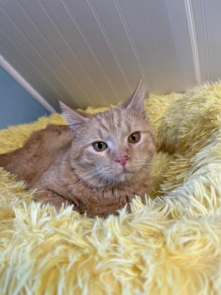 Enlarge Rusty, a Adoptable Domestic Medium Hair in Harpers Ferry, WV image 2/3