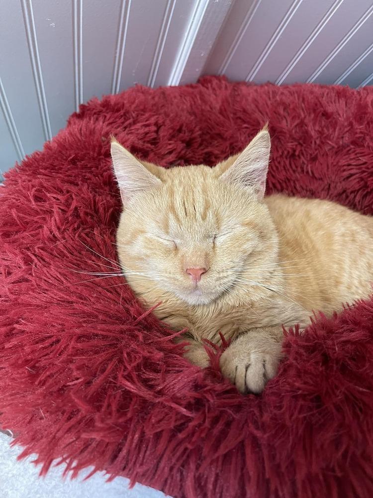 Enlarge Rusty, a Adoptable Domestic Medium Hair in Harpers Ferry, WV image 3/3