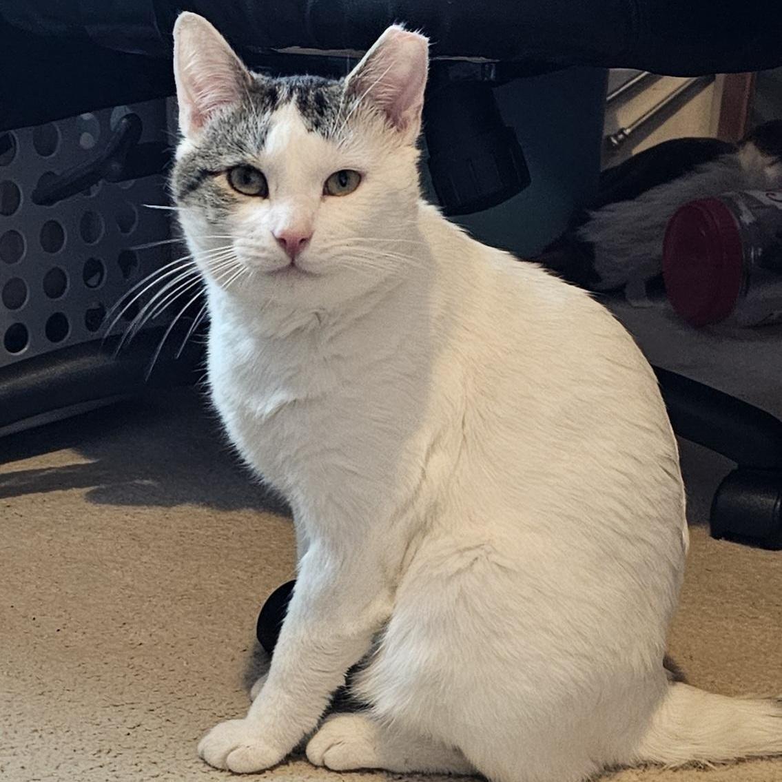 Enlarge Oliver, a ADOPTABLE Domestic Short Hair in Pittsburgh, PA image 6/6