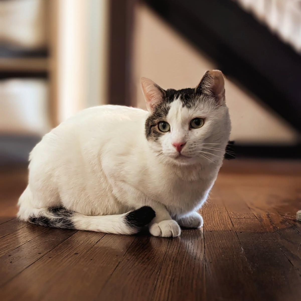 Oliver, ADOPTABLE, Adult Male Domestic Short Hair.