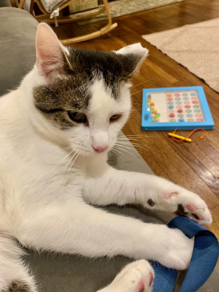 Enlarge Oliver, a ADOPTABLE Domestic Short Hair in Pittsburgh, PA image 5/6