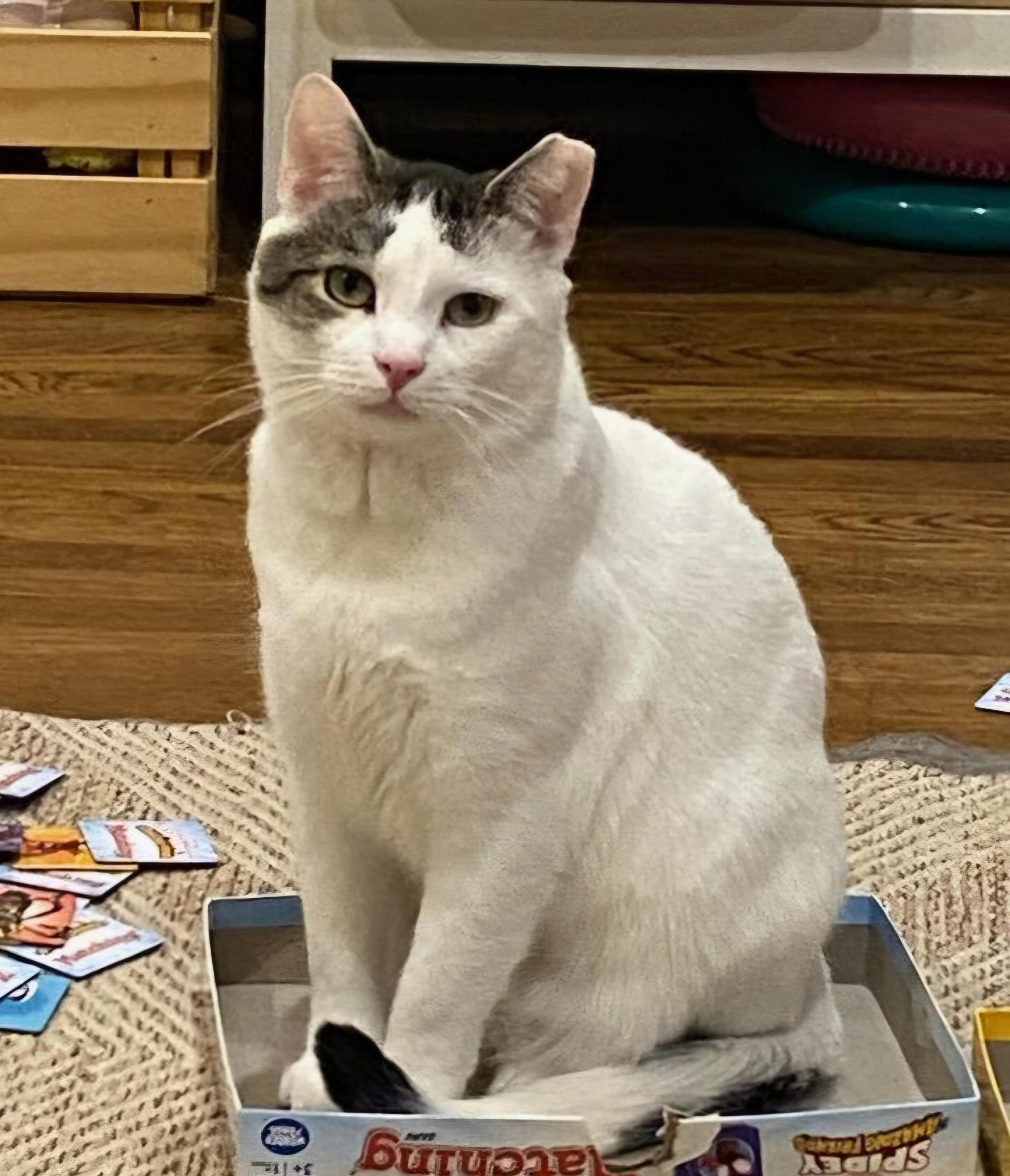 Enlarge Oliver, a ADOPTABLE Domestic Short Hair in Pittsburgh, PA image 2/6