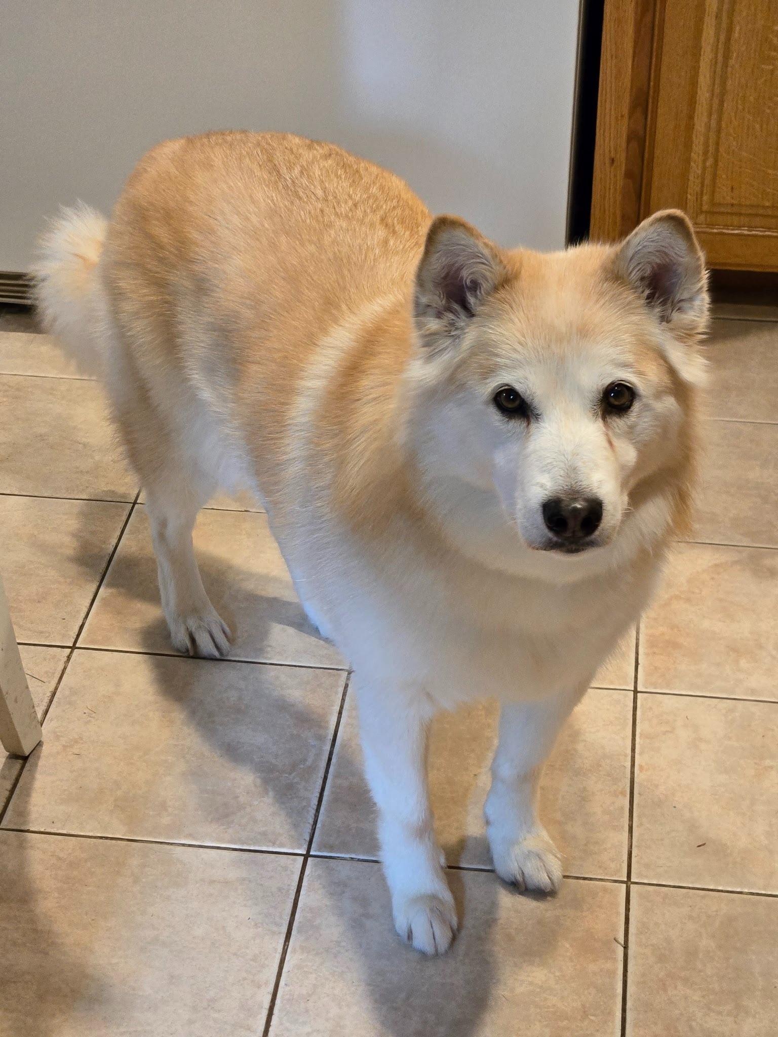 Jade, ADOPTABLE, Senior Female Alaskan Malamute.