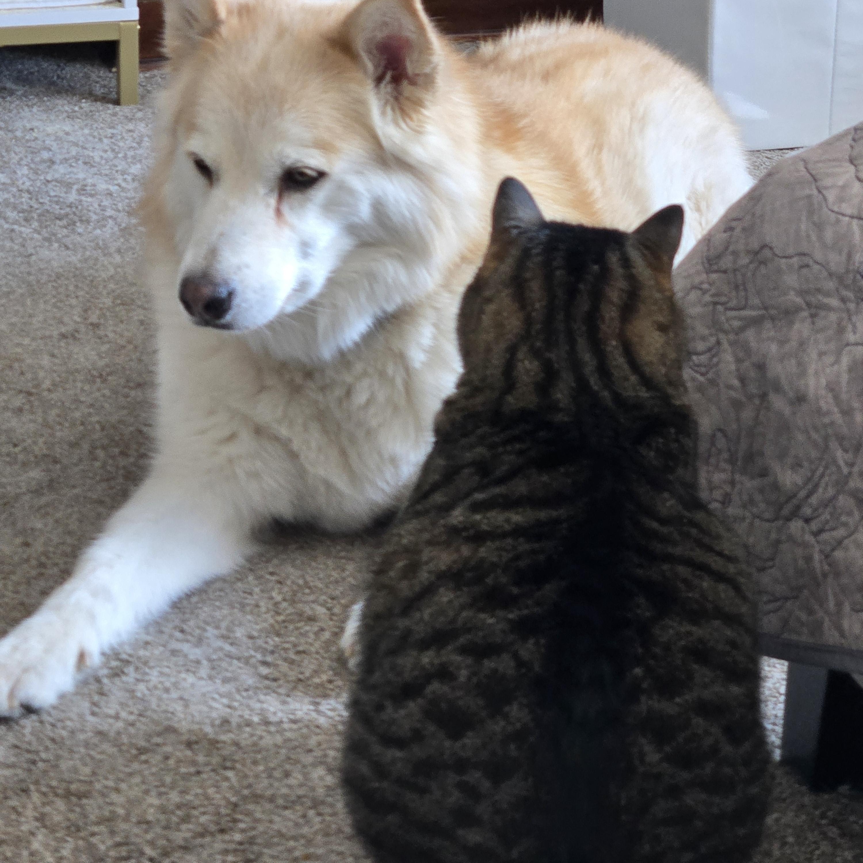 Enlarge Jade, a ADOPTABLE Alaskan Malamute in Boise, ID image 3/4