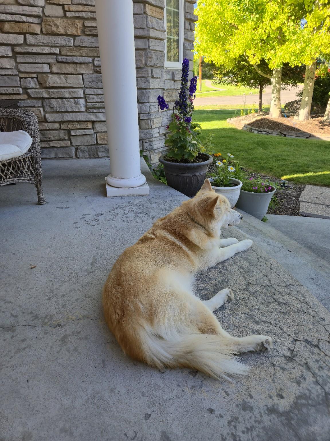 Enlarge Jade, a ADOPTABLE Alaskan Malamute in Boise, ID image 2/4