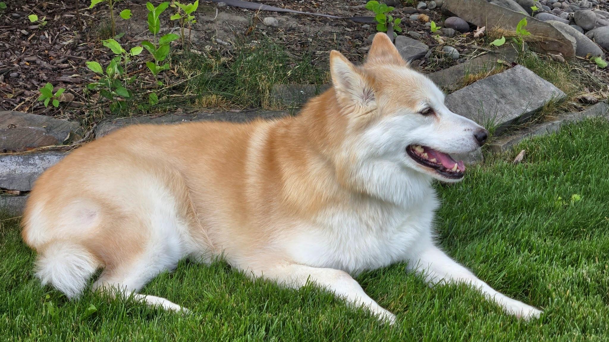 Enlarge Jade, a ADOPTABLE Alaskan Malamute in Boise, ID image 4/4