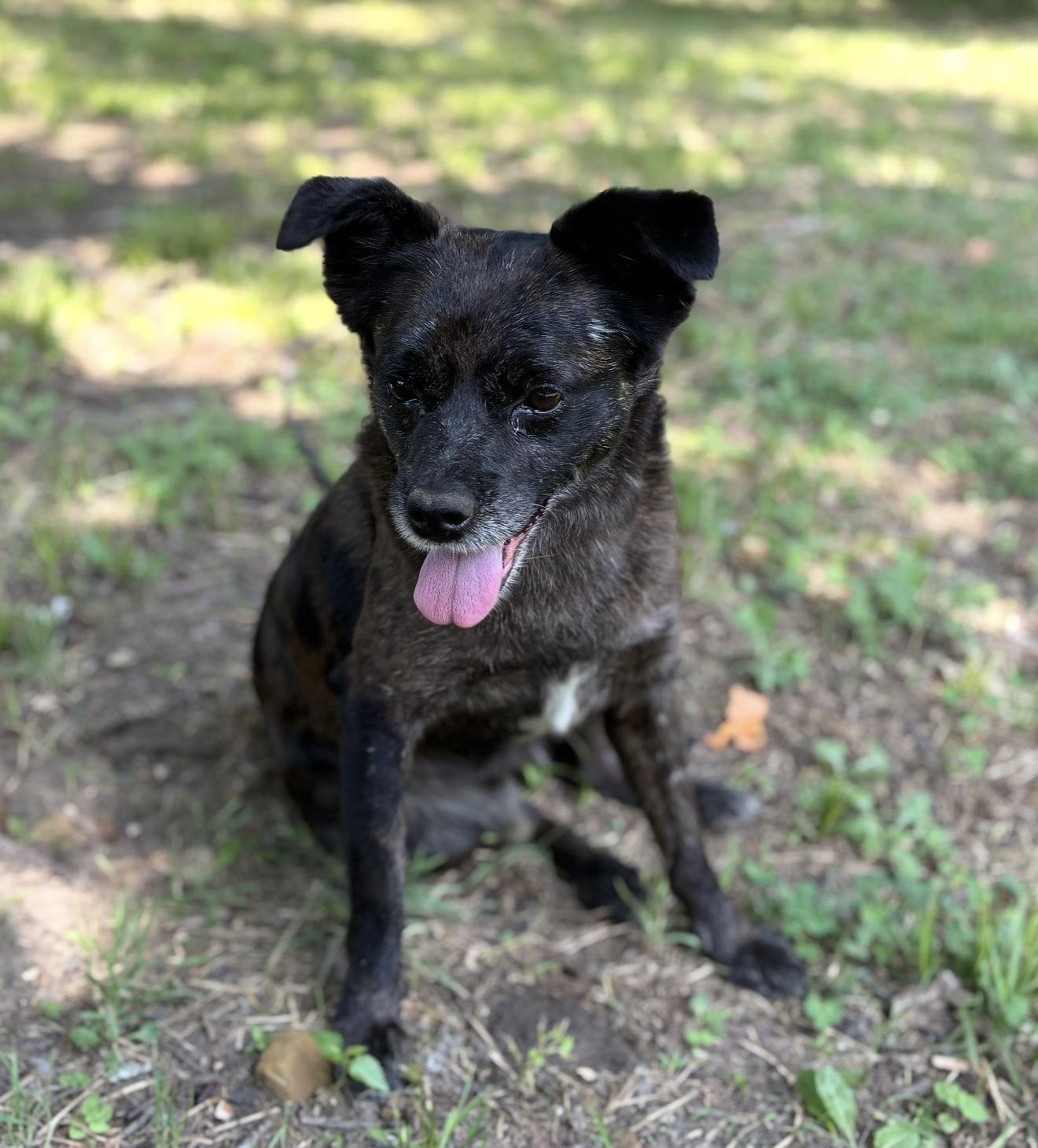 Enzo, a ADOPTABLE Mixed Breed in Pelham, NH image 4/6