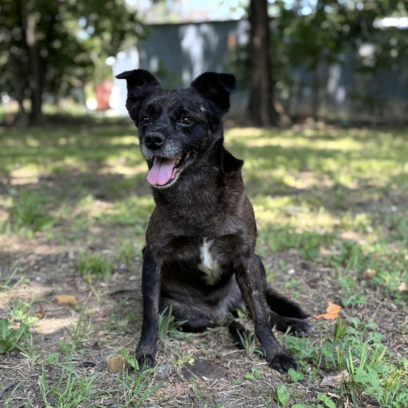 Enzo, a ADOPTABLE Mixed Breed in Pelham, NH image 1/6