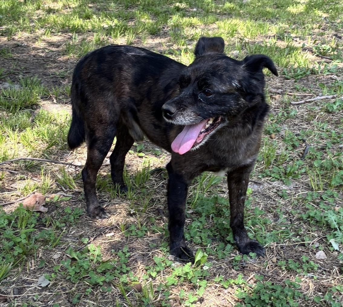 Enzo, a ADOPTABLE Mixed Breed in Pelham, NH image 5/6
