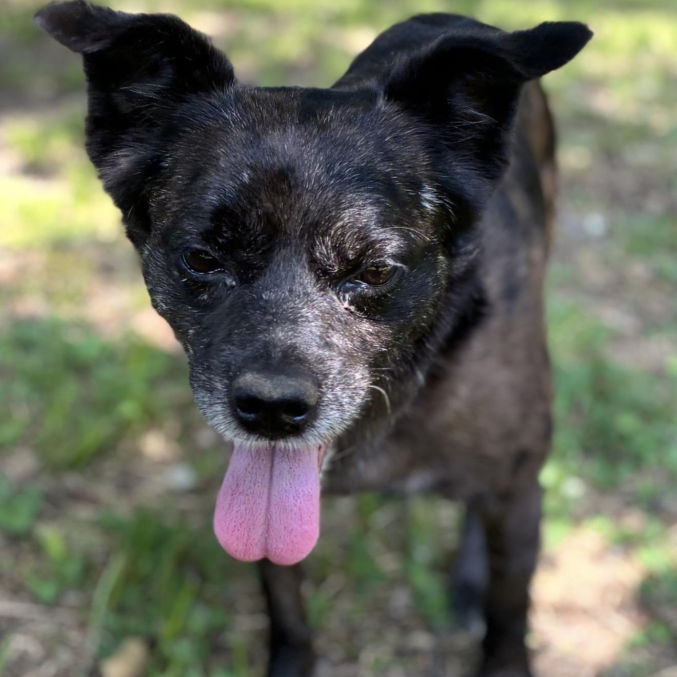 Enzo, a ADOPTABLE Mixed Breed in Pelham, NH image 2/6