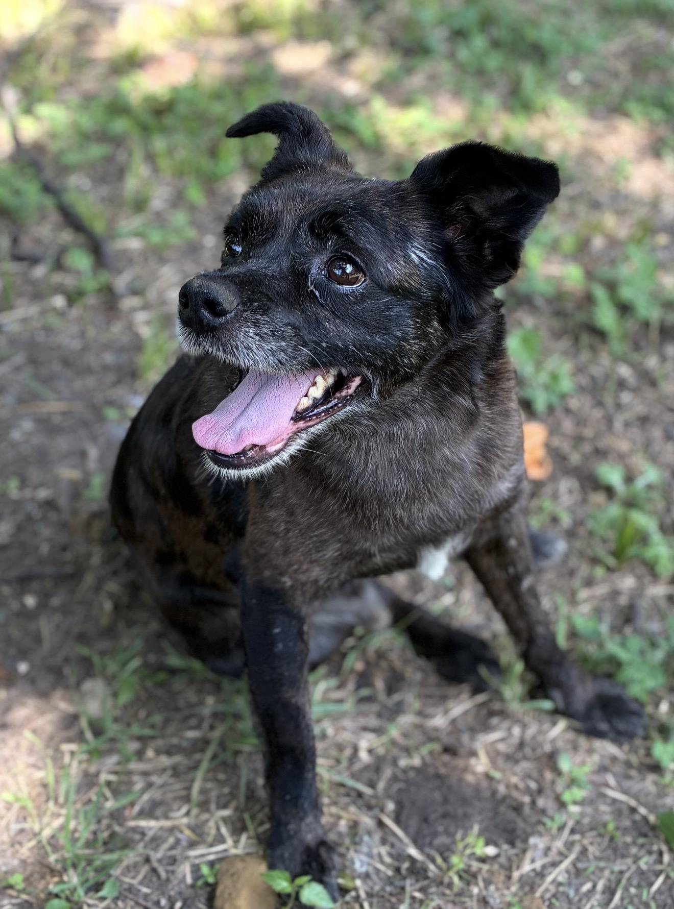 Enzo, a ADOPTABLE Mixed Breed in Pelham, NH image 6/6