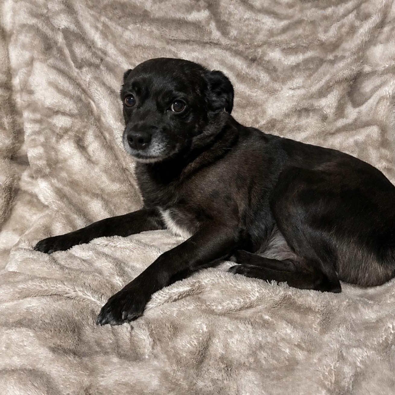 Enzo, a ADOPTABLE Mixed Breed in Pelham, NH image 3/6