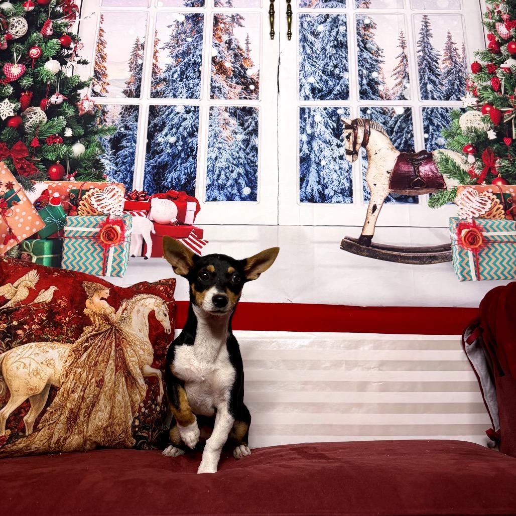 Clarice, Adoptable, Puppy Female Chihuahua & Dachshund.