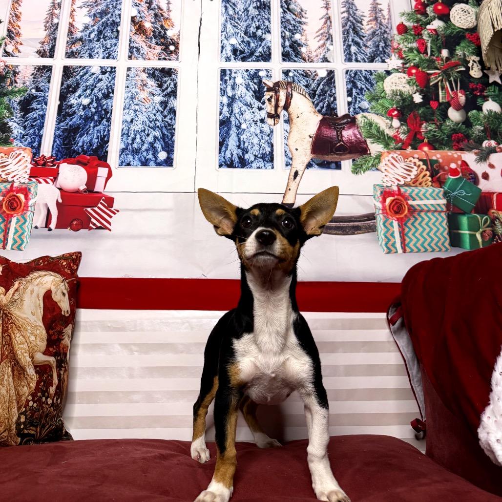 Clarice, a Adoptable mixed breed in North Port, FL image 2/3