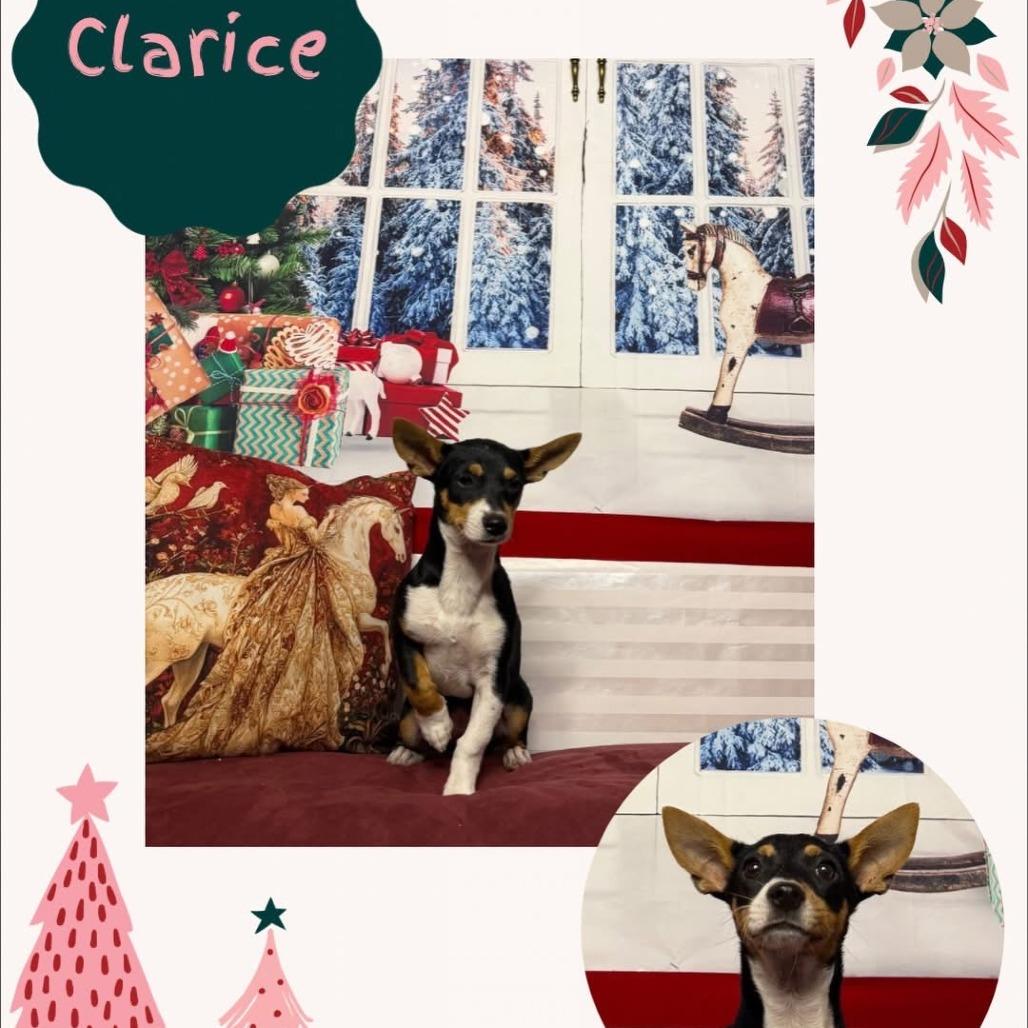 Clarice, a Adoptable mixed breed in North Port, FL image 3/3