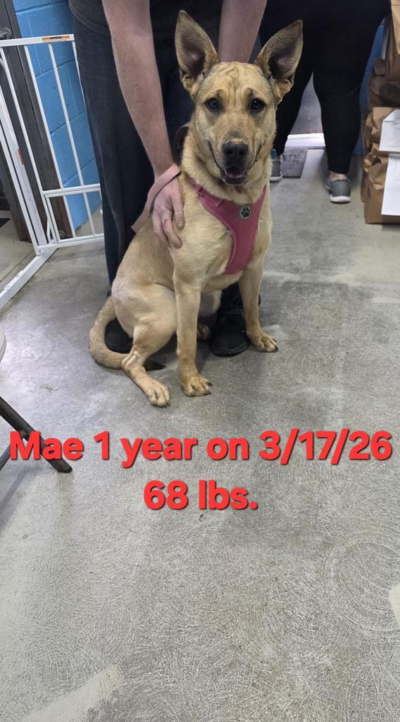 Enlarge Mae, a Adoptable mixed breed in Camden, TN image 2/2