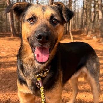 Mozart, Adoptable, Adult Male Hound.