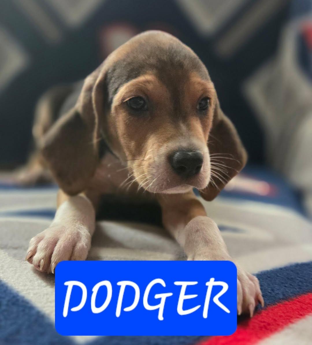 Dodger, Baby Male unknown