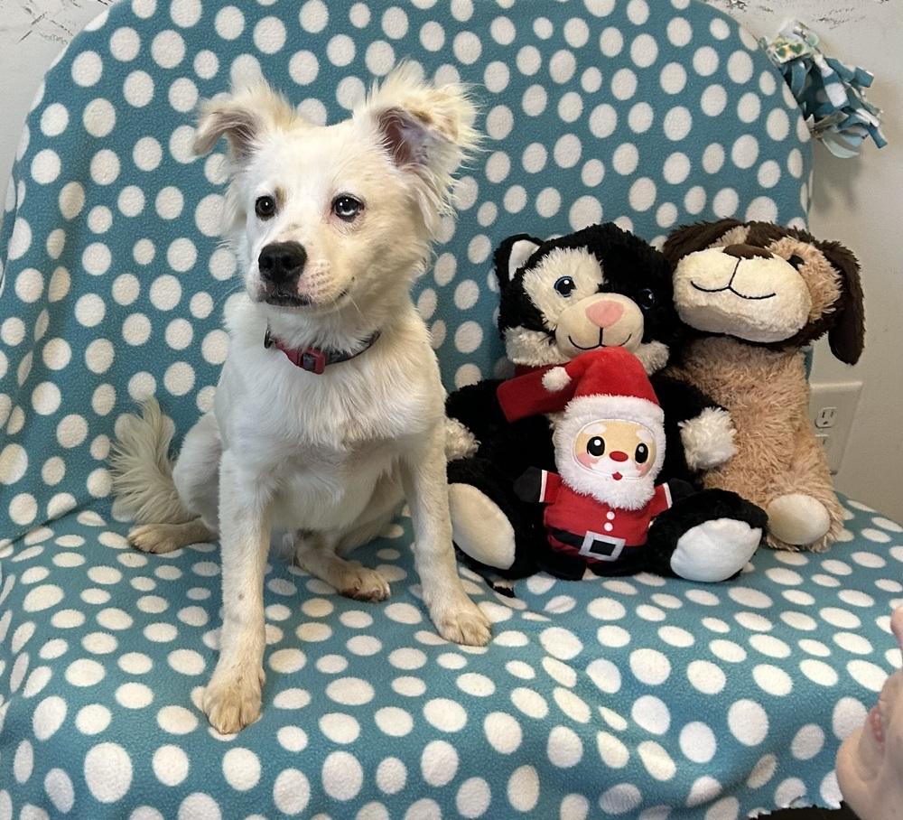 Enlarge Ceelo, a Adoptable American Eskimo Dog in Cedartown, GA image 1/1