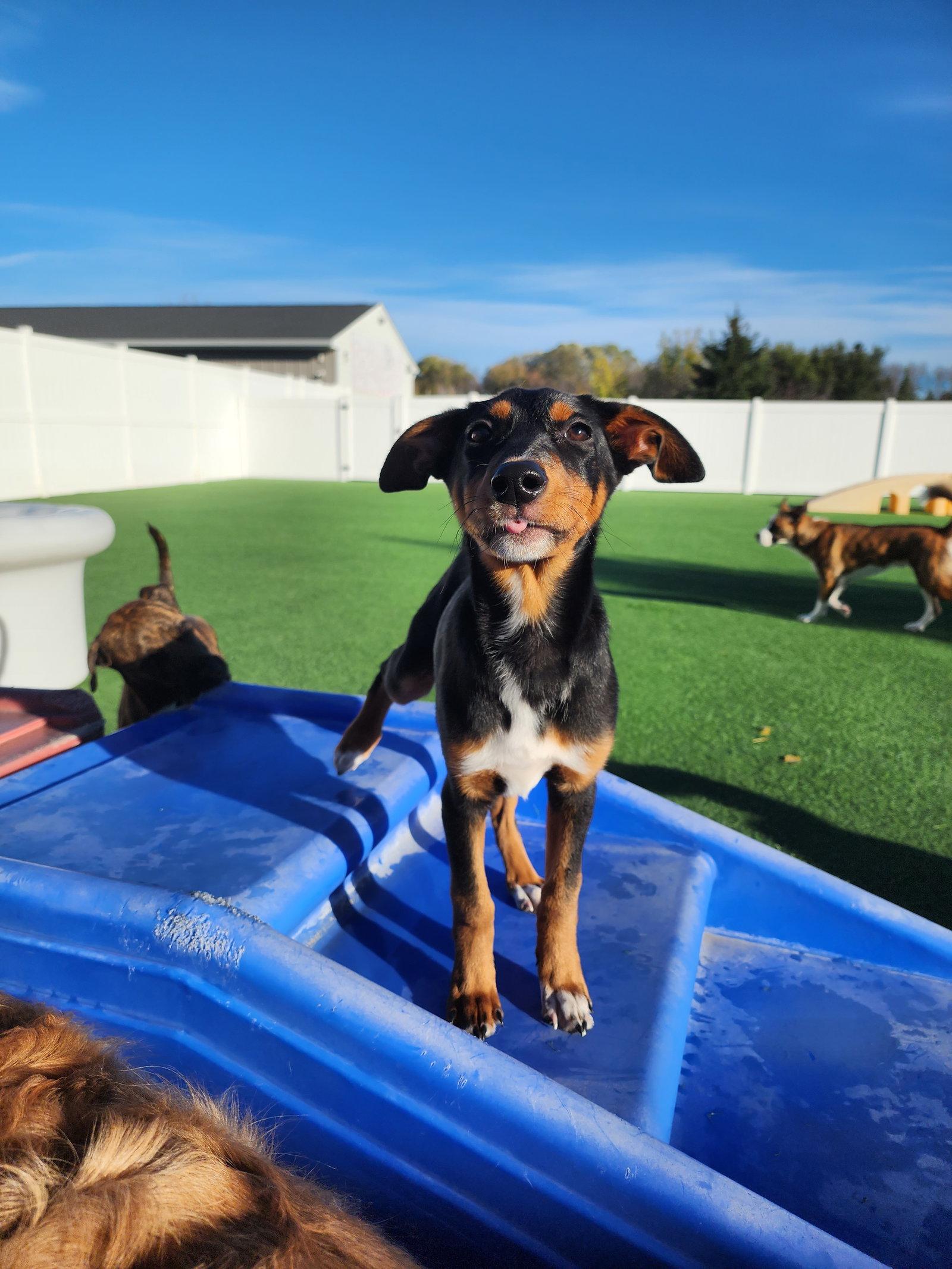 Enlarge Blair, a Adoptable Doberman Pinscher in Buffalo, MN image 1/3