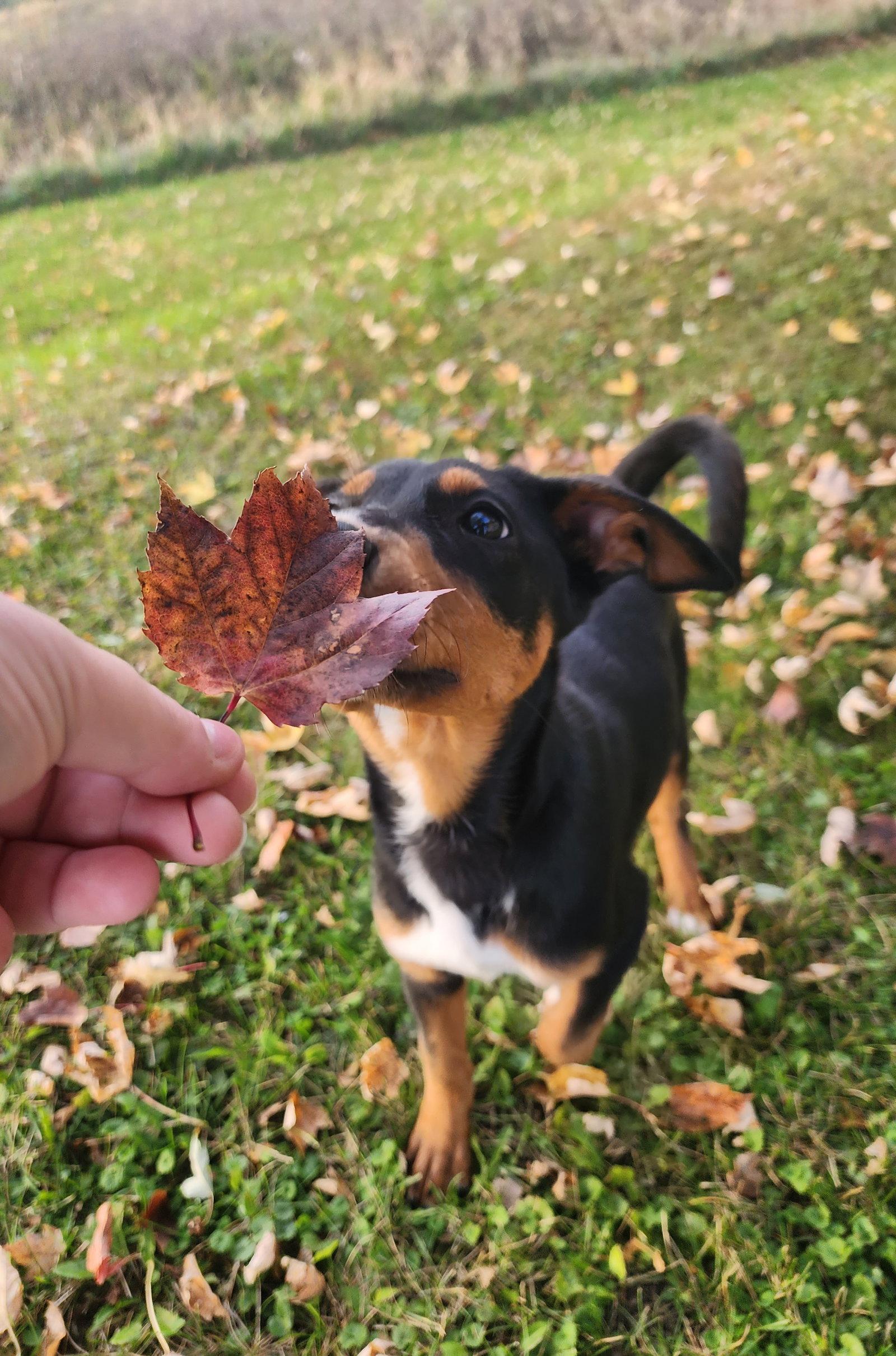 Enlarge Blair, a Adoptable Doberman Pinscher in Buffalo, MN image 2/3
