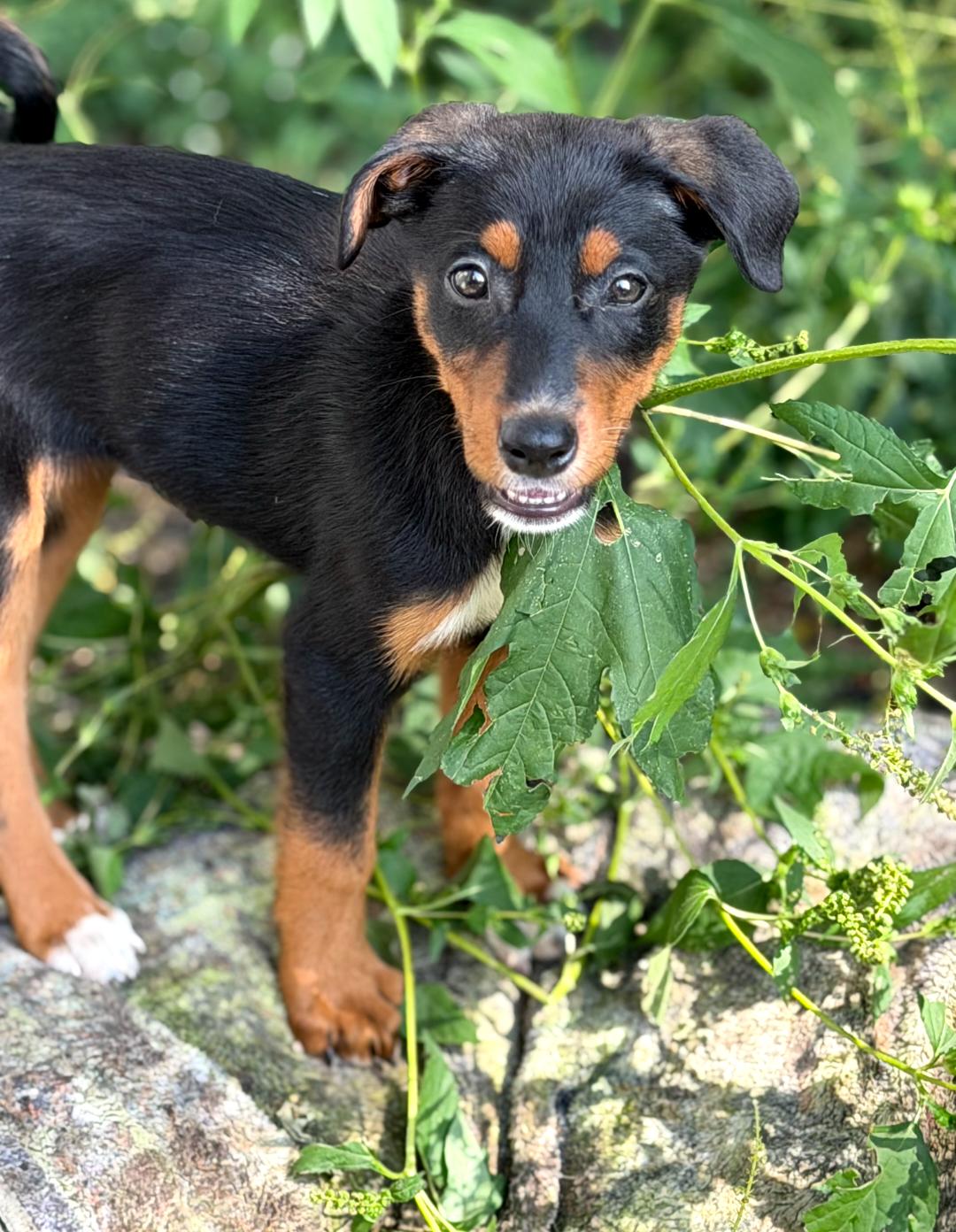 Blair, Adoptable, Puppy Female Doberman Pinscher.