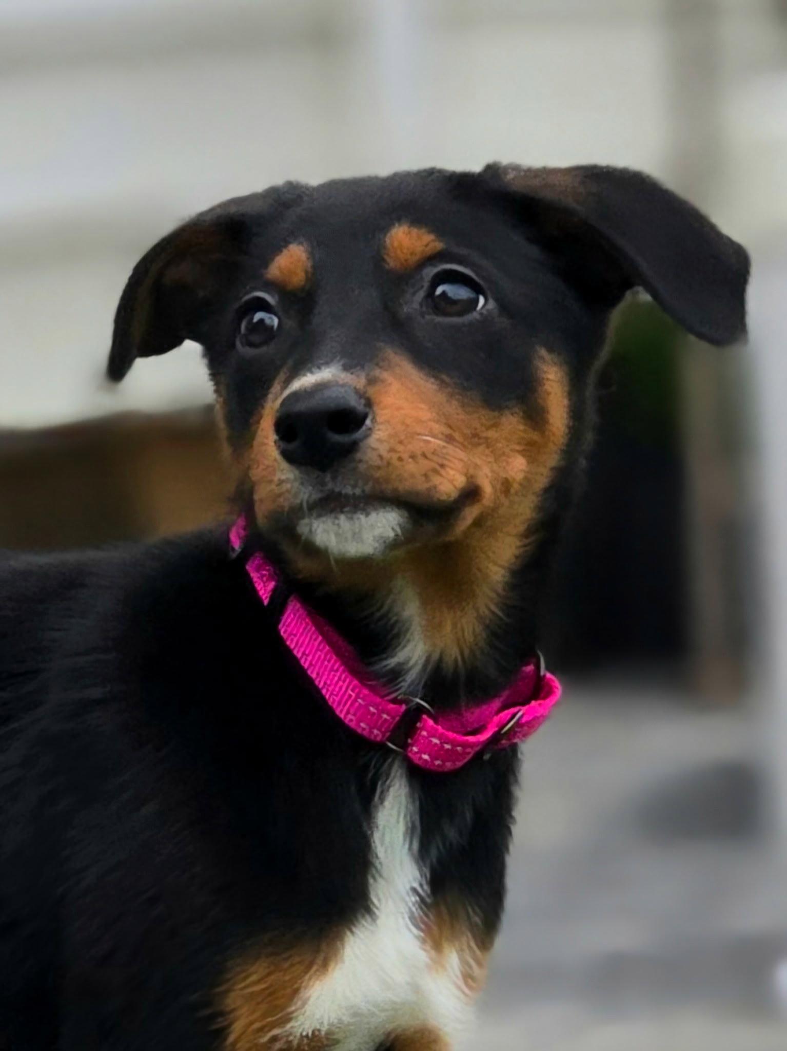 Enlarge Blair, a Adoptable Doberman Pinscher in Buffalo, MN image 2/3