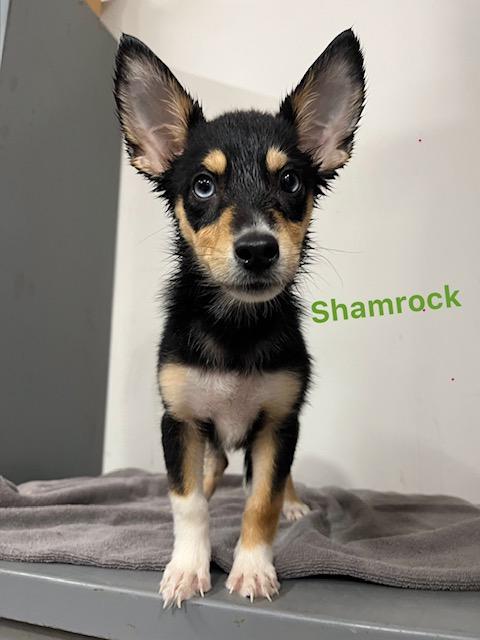 Enlarge Shamrock, an adopted mixed breed in Archbold , OH image 1/1