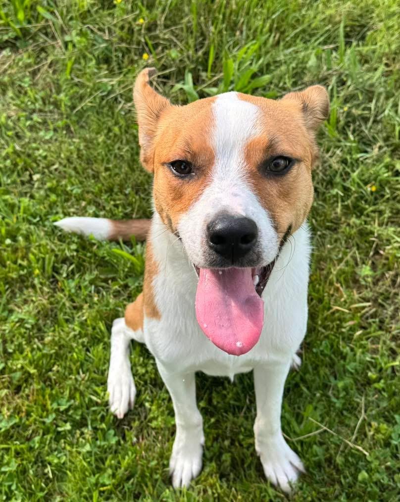 Squiggy, a Adoptable mixed breed image 1/6