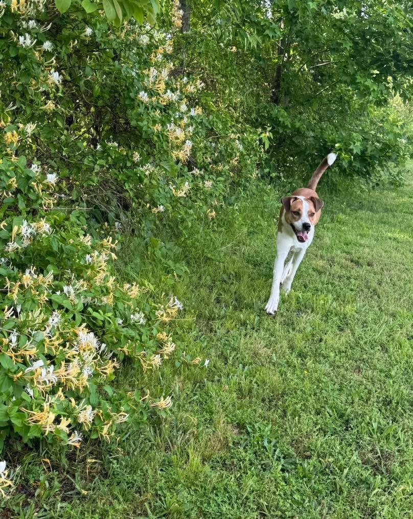 Squiggy, Adoptable, Young Male Australian Shepherd.