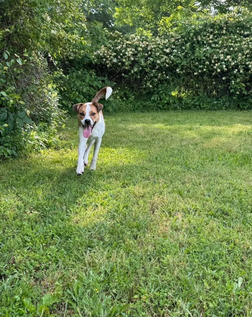 Squiggy, a Adoptable mixed breed image 3/6