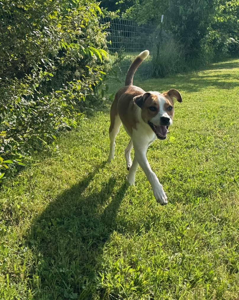 Squiggy, a Adoptable mixed breed image 4/6