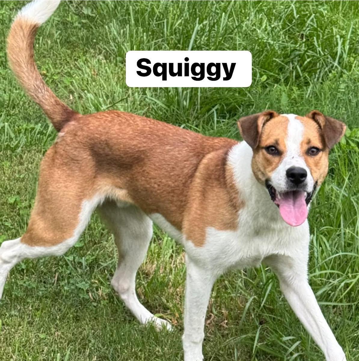 Squiggy, a Adoptable mixed breed image 5/6