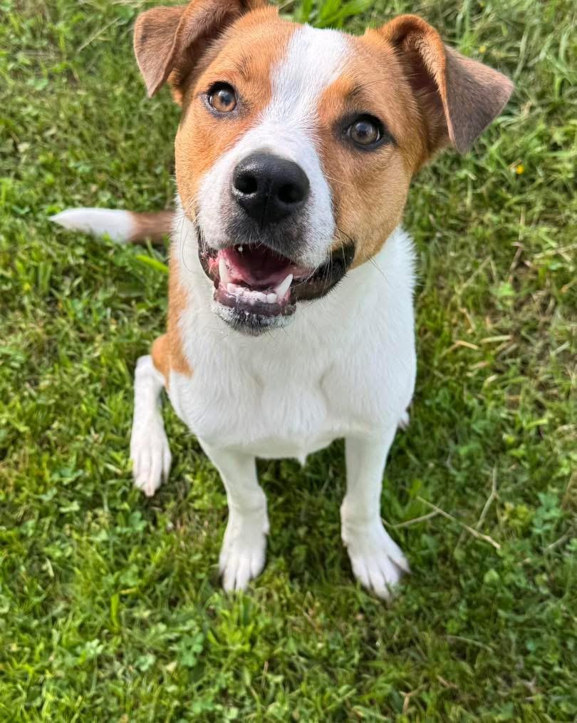 Squiggy, a Adoptable mixed breed image 6/6