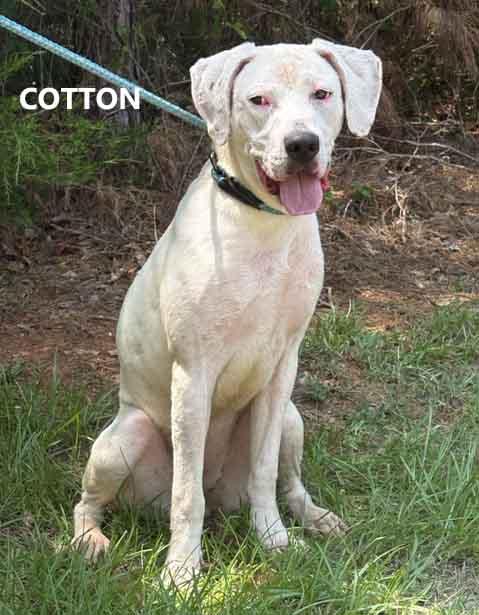 Cotton, a ADOPTABLE mixed breed in Washington, GA image 2/2