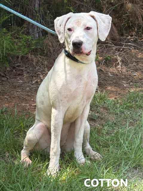 Cotton, ADOPTABLE, Adult Female Pointer.