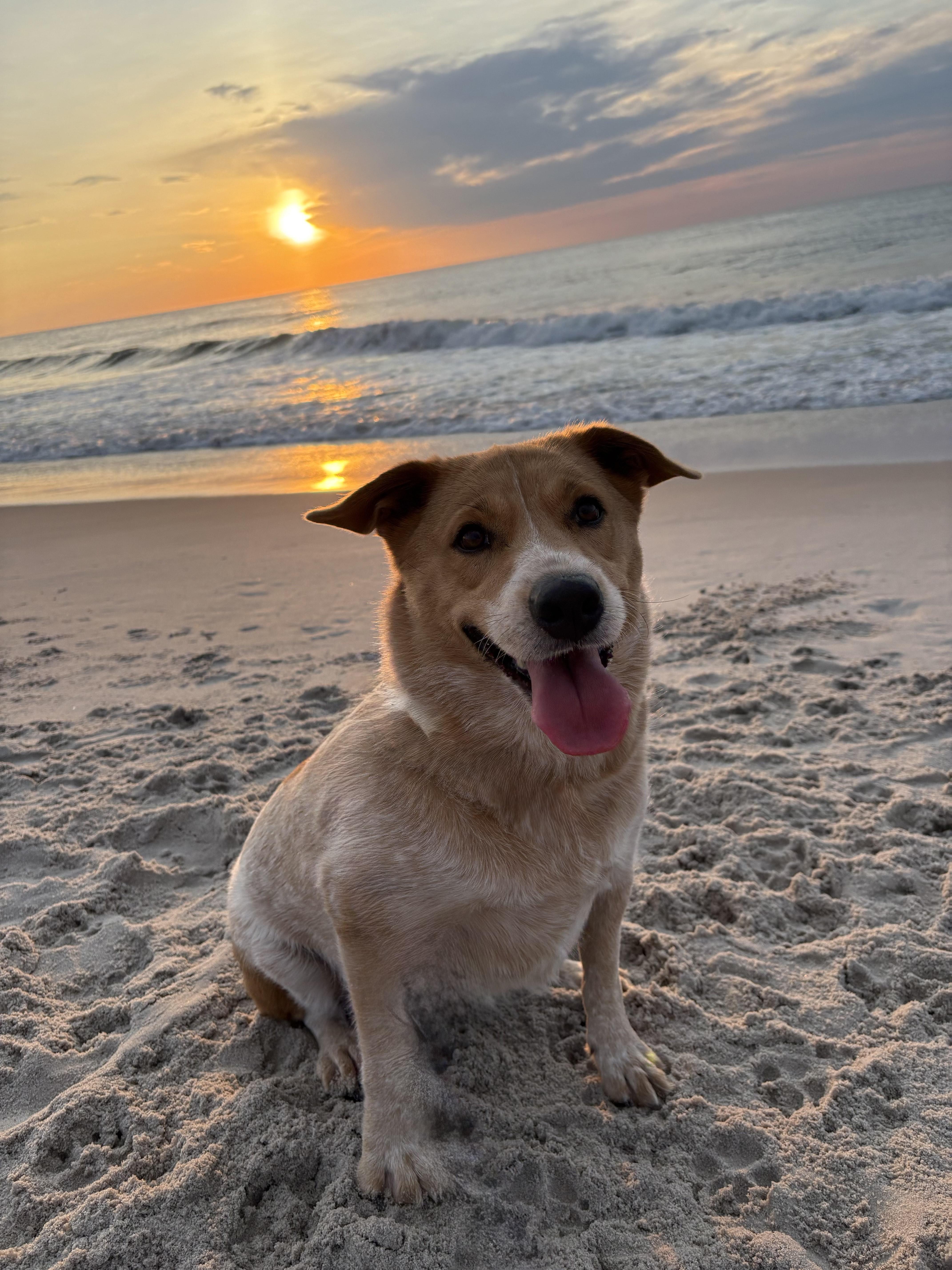 Maile - NJ, a Adoptable mixed breed in Whiting, NJ image 4/6