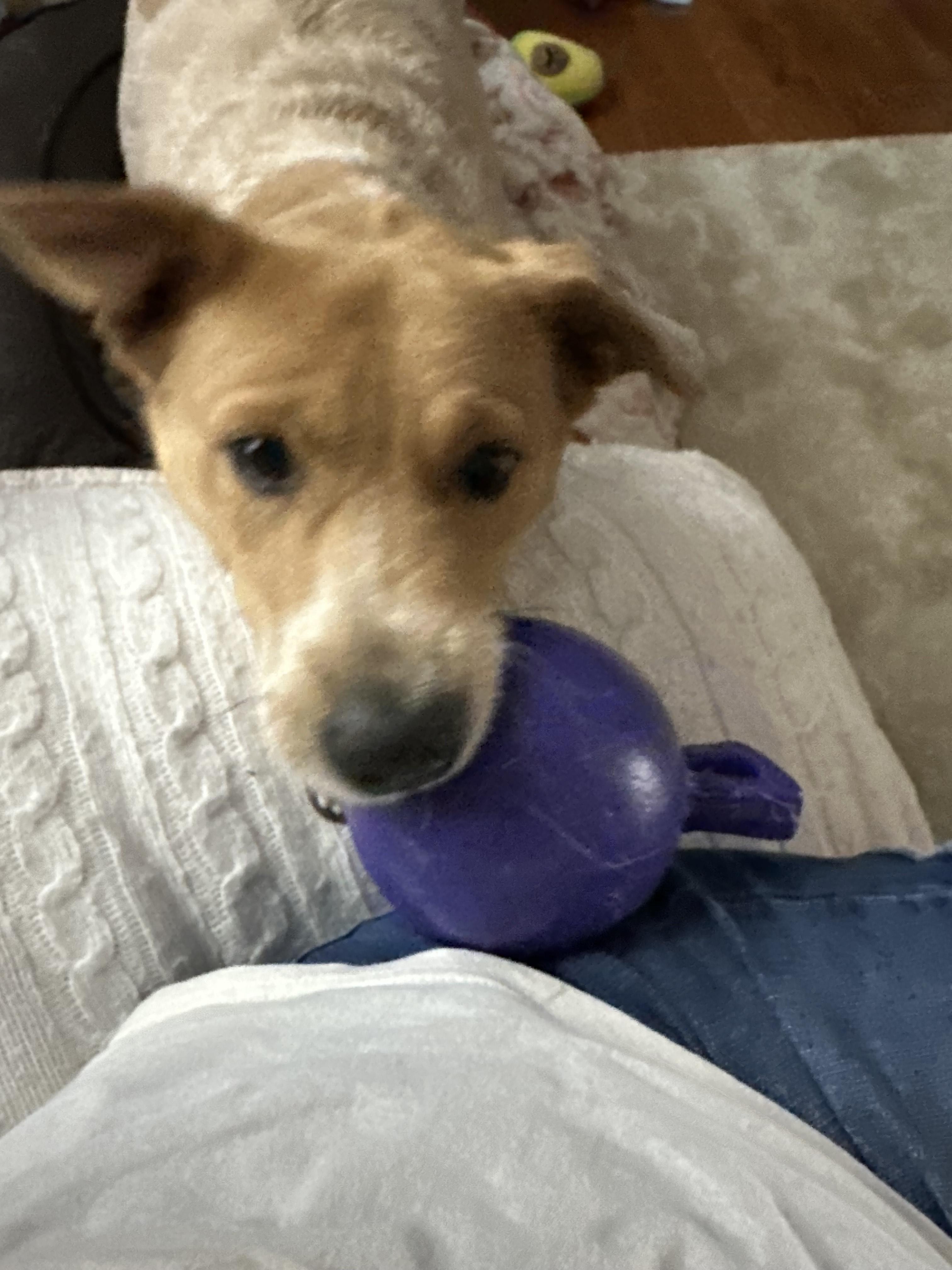 Maile - NJ, a Adoptable mixed breed in Whiting, NJ image 6/6