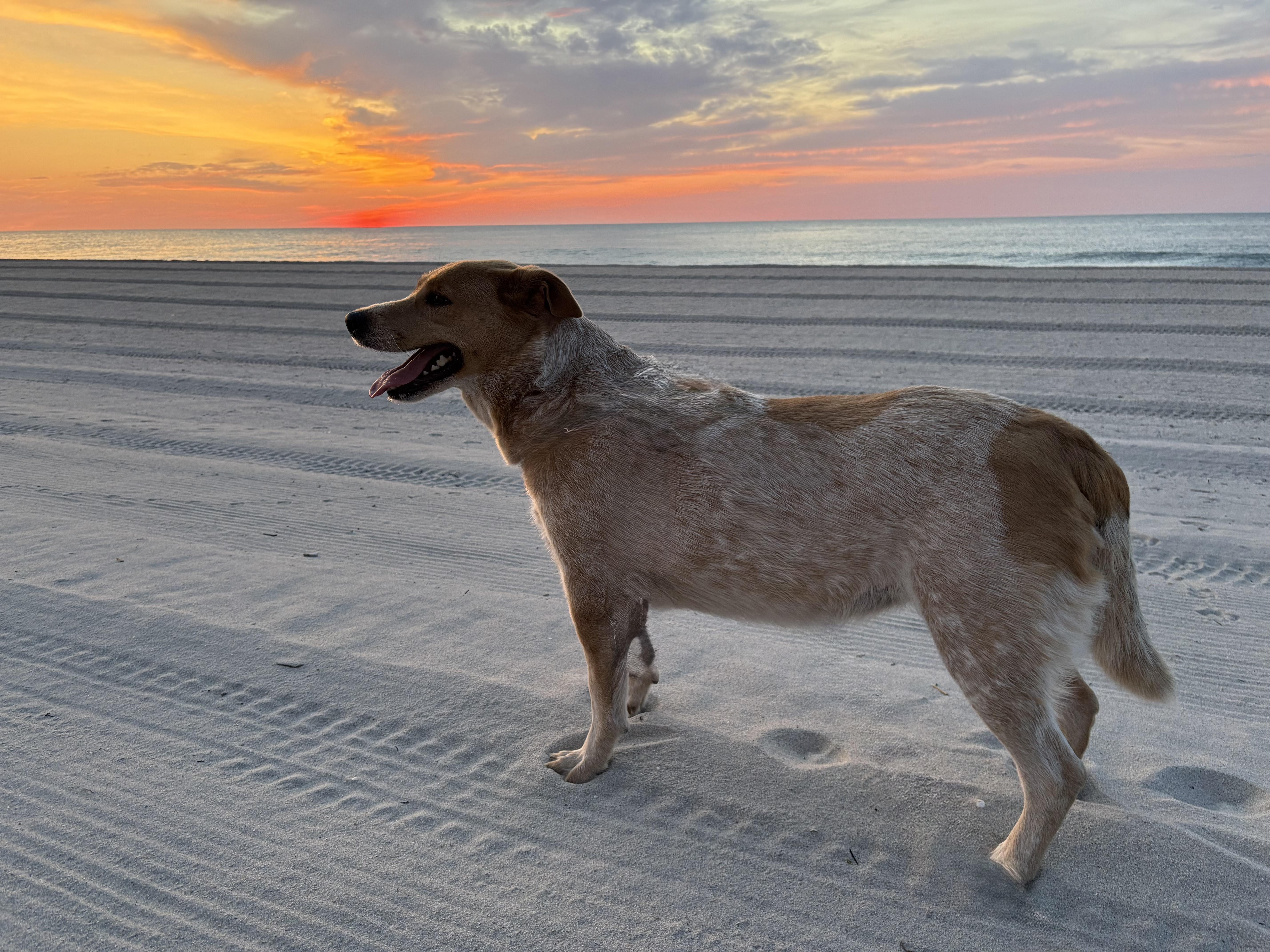 Maile - NJ, a Adoptable mixed breed in Whiting, NJ image 3/6