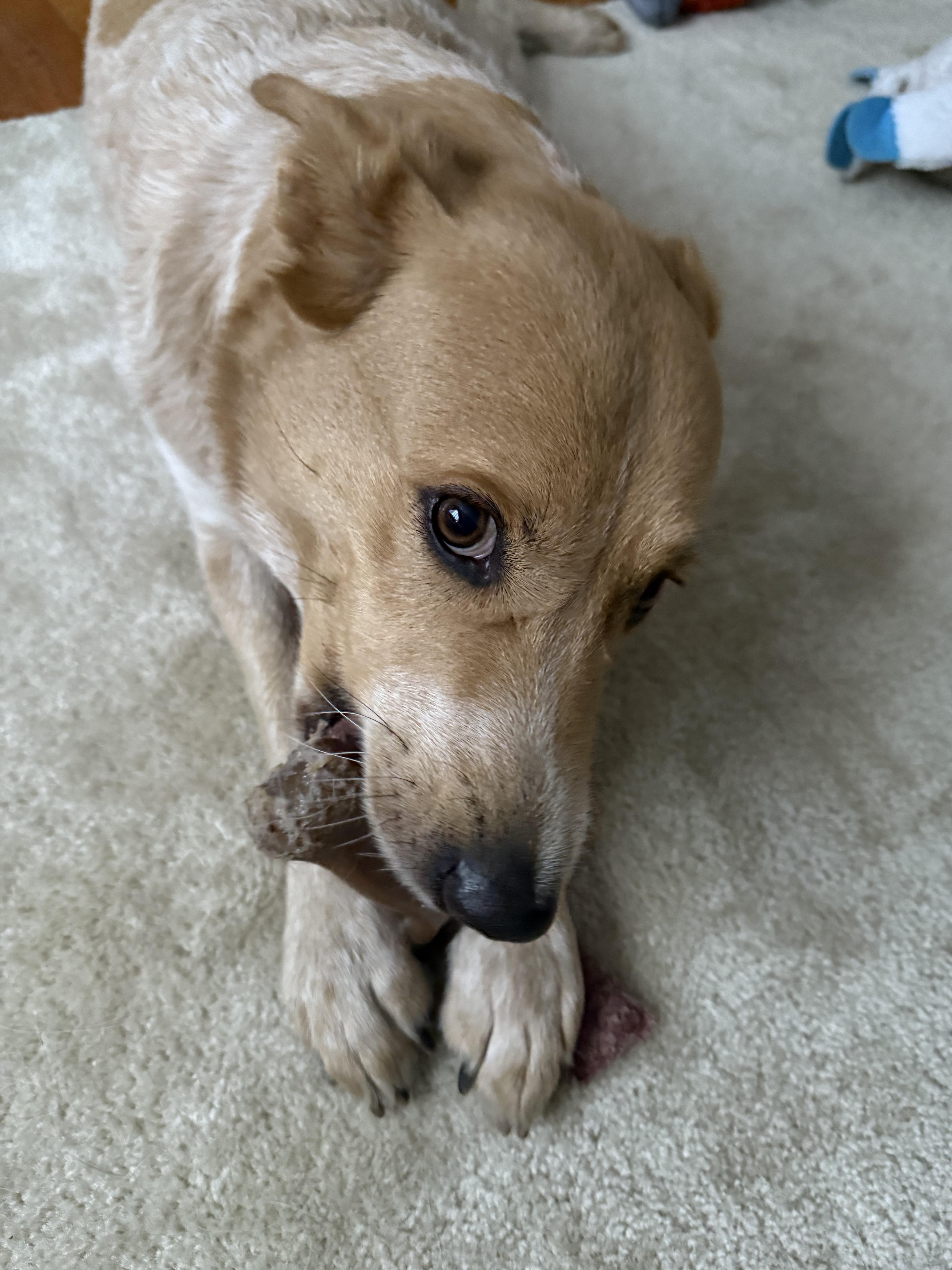 Maile - NJ, a Adoptable mixed breed in Whiting, NJ image 2/6