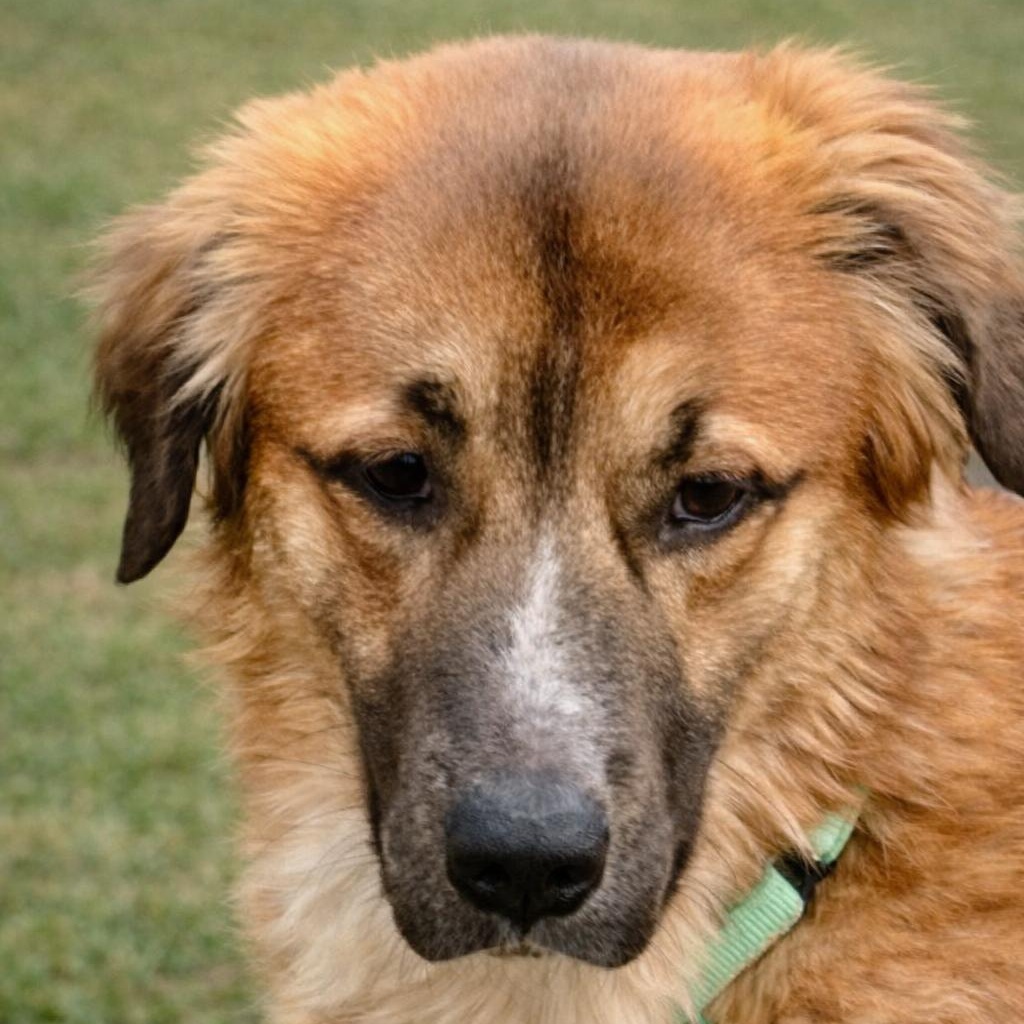 Teddy Bear – a Gentle Giant, Lover Boy and Cuddles!